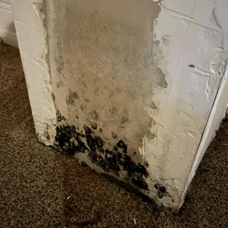 Professional Mold Removal in North Charleroi, PA